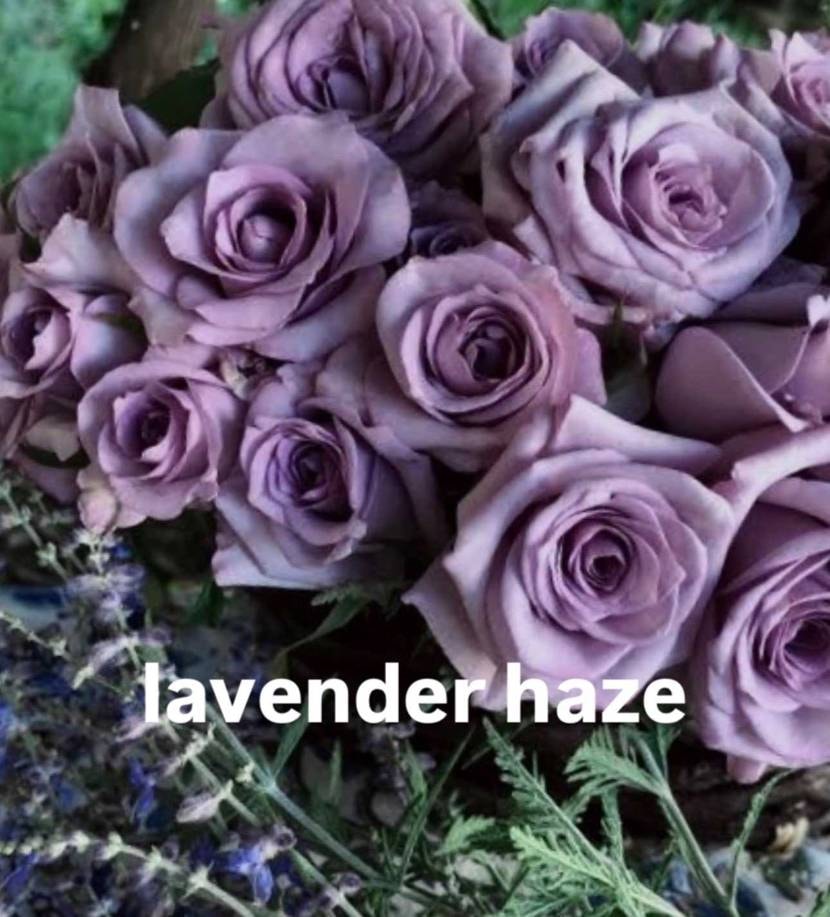 Lavender haze 


Lavenderｶﾗ
