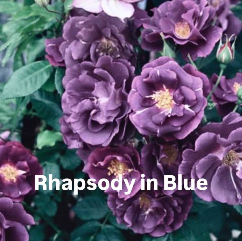 Rhapsody in Blue

名前を聞いてすぐに思