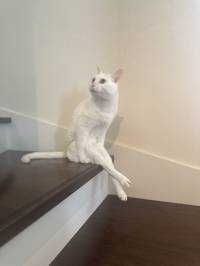 鰹