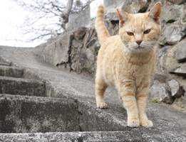 ねこ先生(出品者)