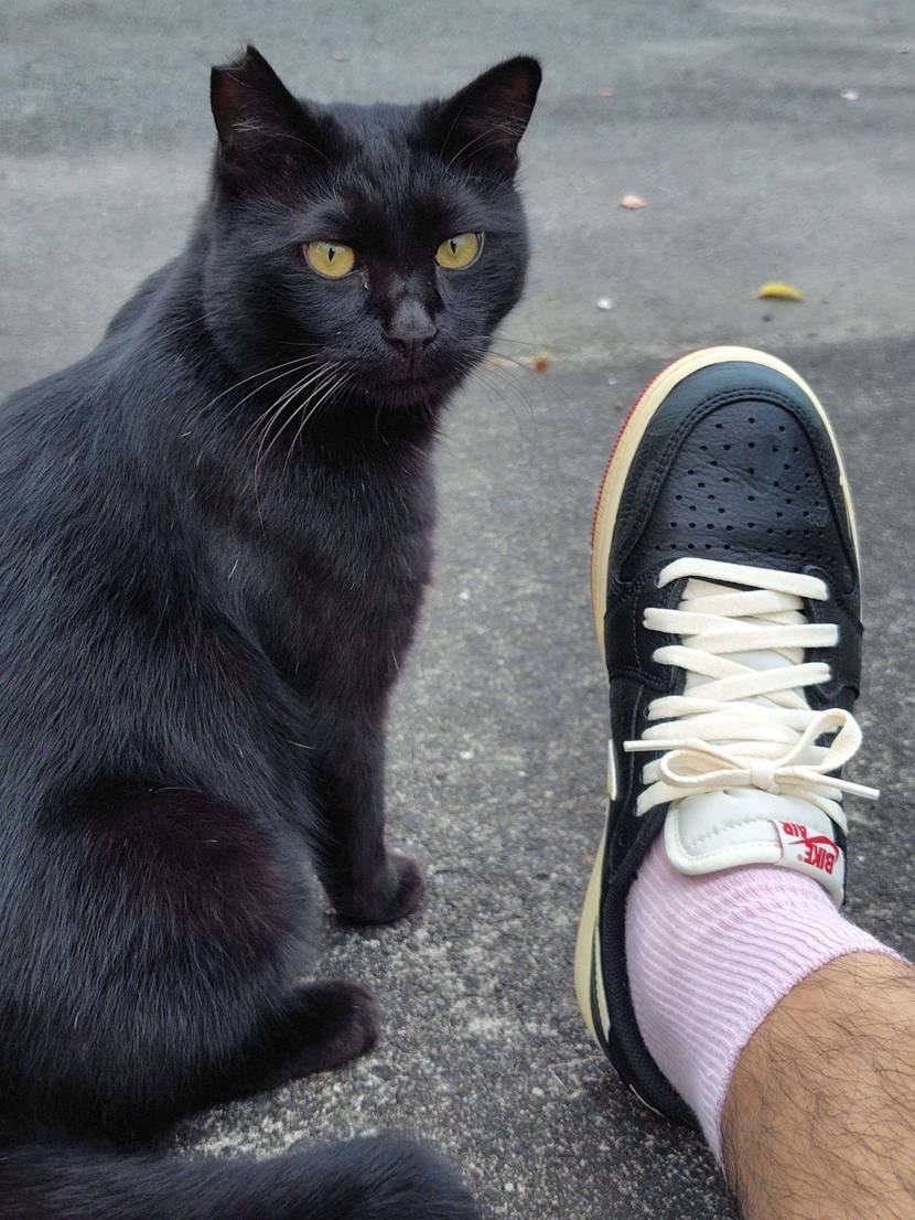 アトモス当選させていただいてようやく下ろしたから仲良しの地域猫と一緒にパシャリ📸
