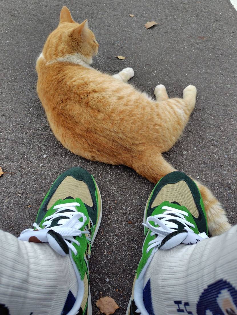 なんだか色合いがバランス良いと感じた💚🧡😁