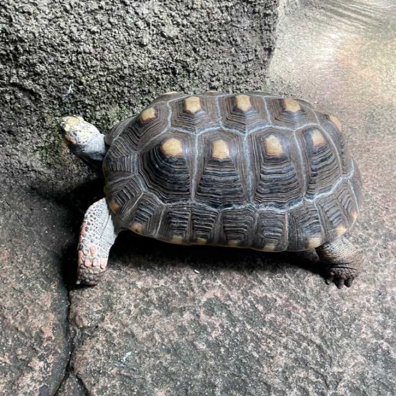 たかはし