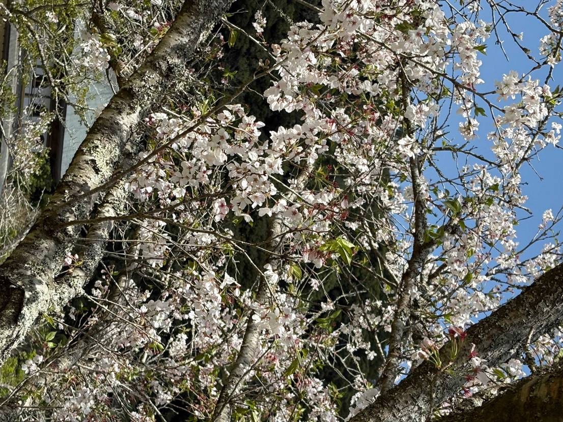 今日はイエグラ履いて花見🌸
桜も終わりかけですね。

