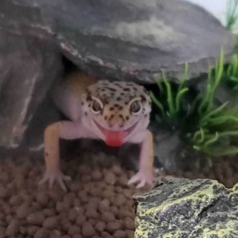 ビックリさん(出品者)