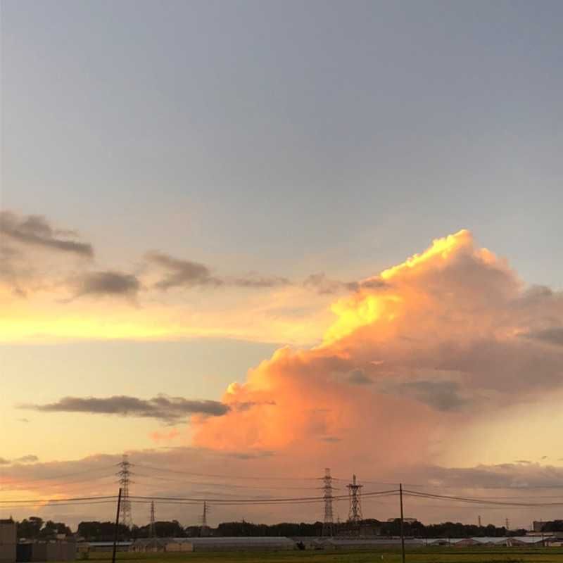 たなそう
