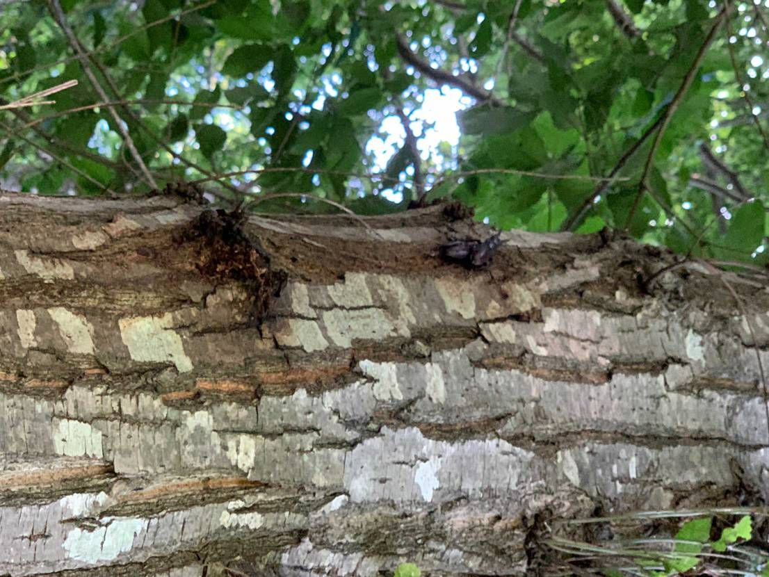 ふらっと寄った雑木林
ハーパンだったので4箇所蚊に食われました
そして綺麗に