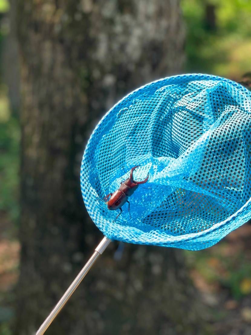 人生初ミヤマをゴッテム！！
キャンプ場向かう途中にふらっと