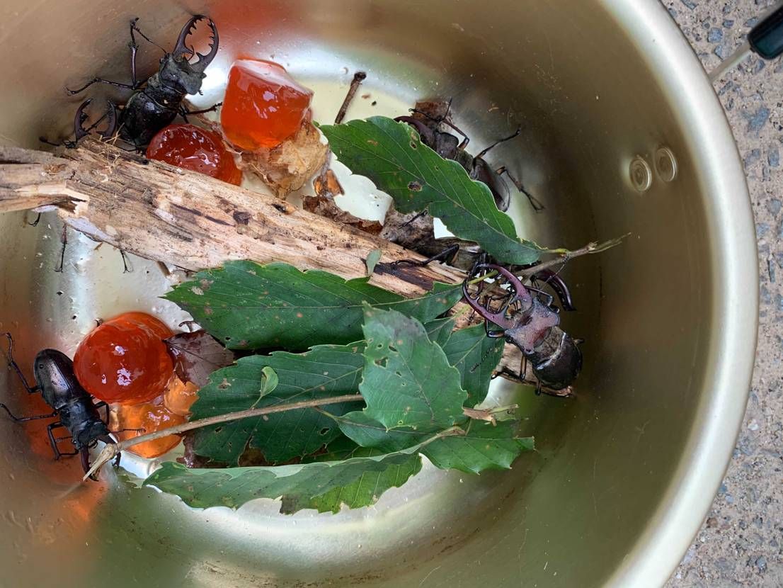 人生初ミヤマをゴッテム！！
キャンプ場向かう途中にふらっと