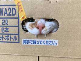 ホタル