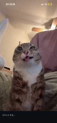 sou