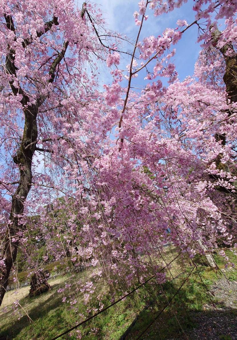 仕事で京都に出張じゃ＼(^o^)／
今日は二条城に花見に来
