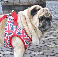 ユーザーアイコン