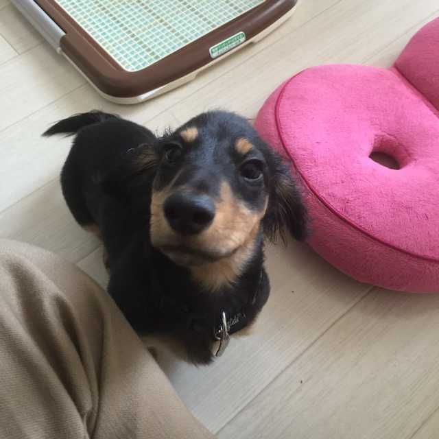 うにまる