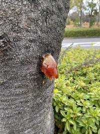 Ishibashi