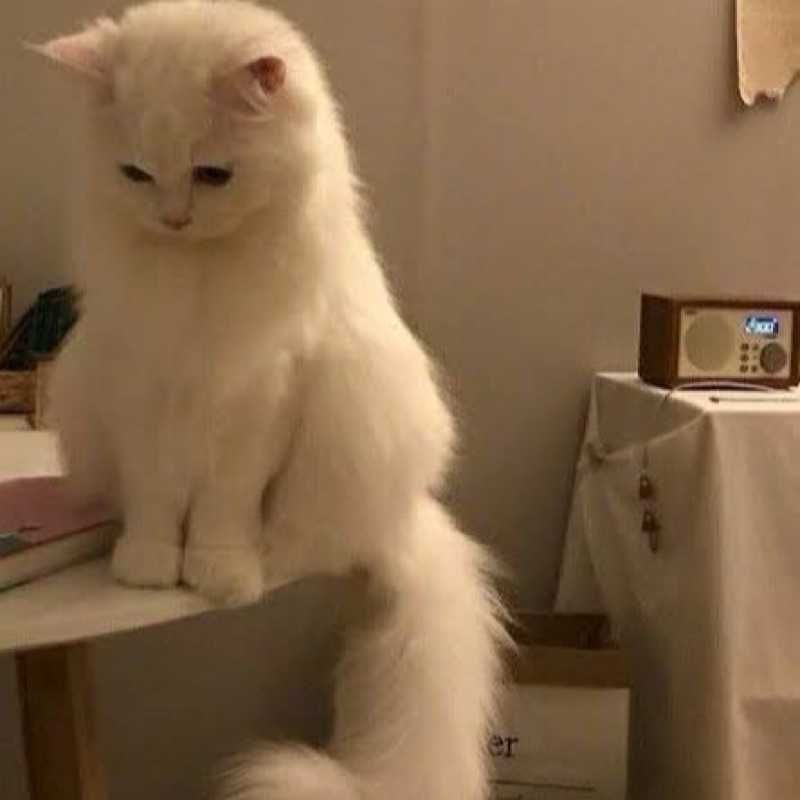 𝐎𝐫𝐢𝐠𝐚𝐤𝐞