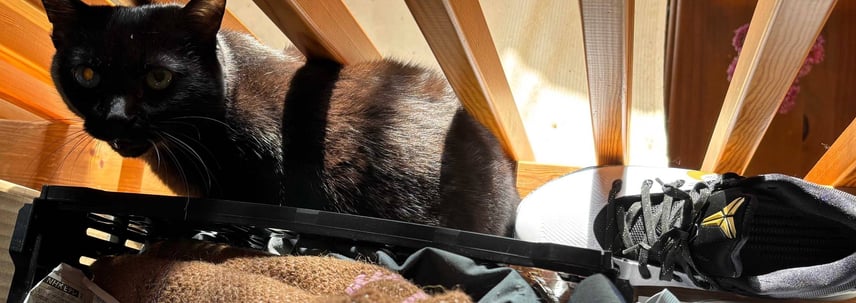 愛猫ジジとマンバチタ🐈⬛