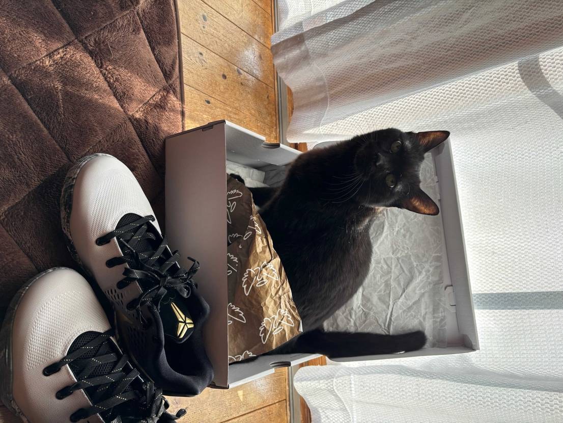愛猫ジジとマンバチタ
やっと箱に入ってくれました💦#nike