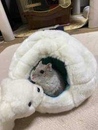 ユーザーアイコン