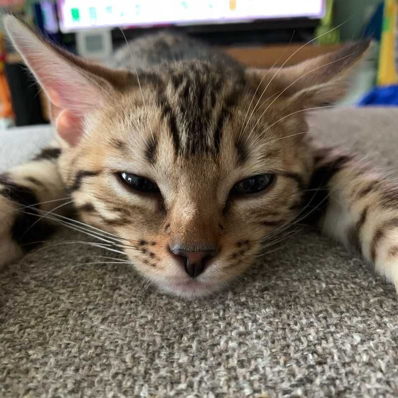 ウメコ