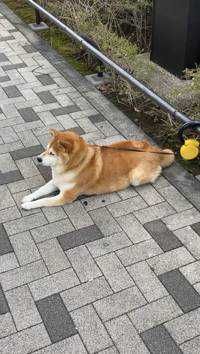 ぽ(出品者)