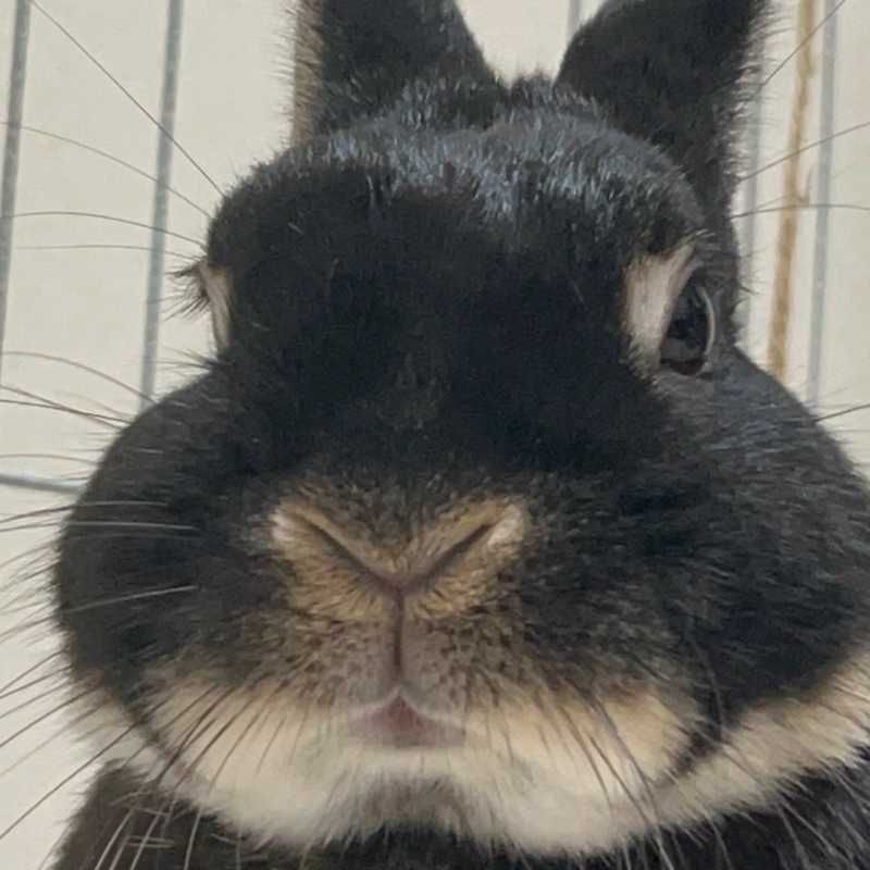 れく