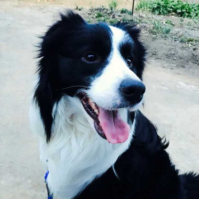 c.h
