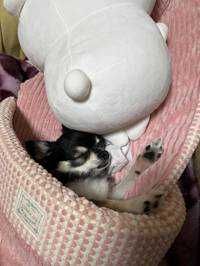 しとらす
