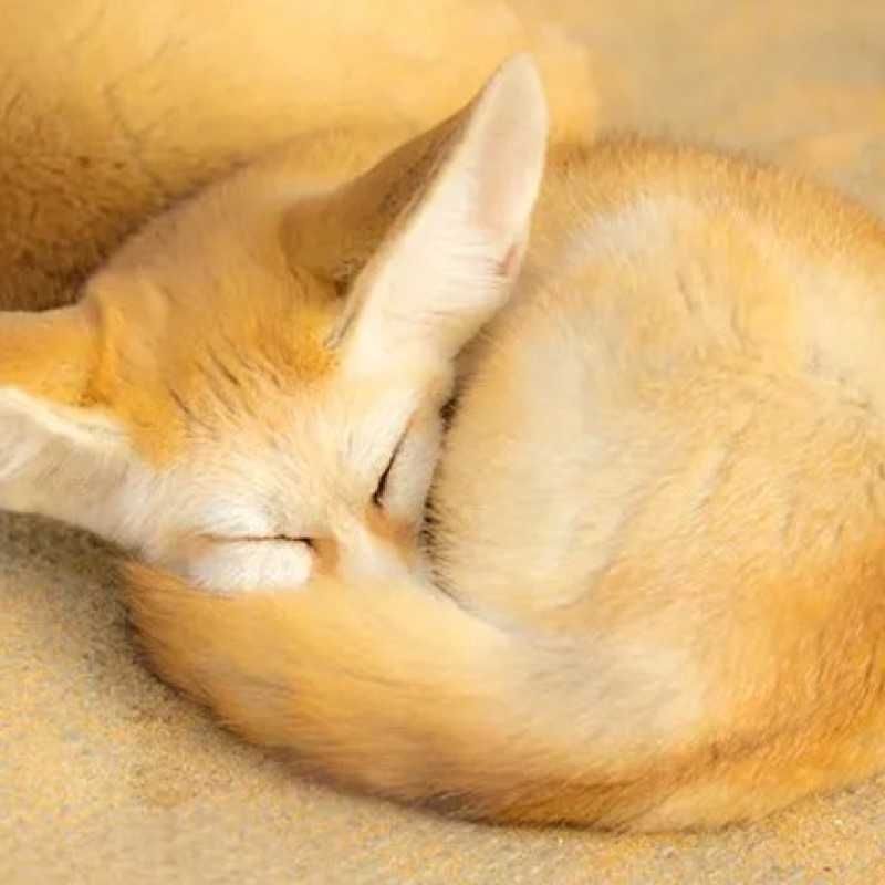 順(出品者)