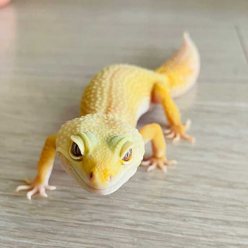 ゆうき
