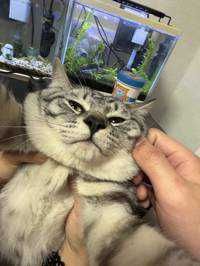 Nann