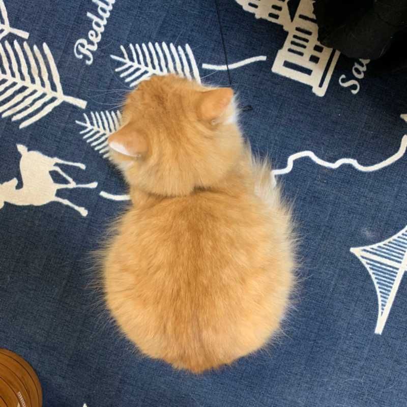 まんまる