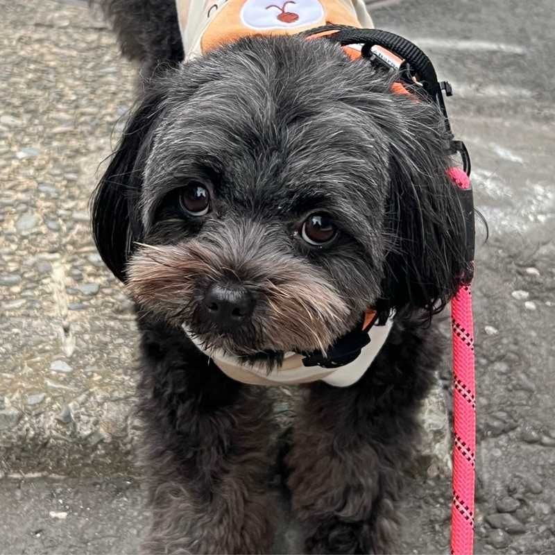 🐶未来🐾