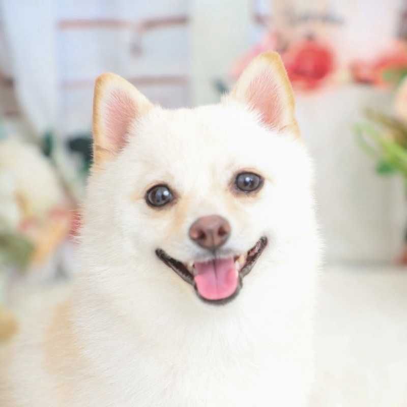 はむ
