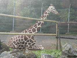 ゆう