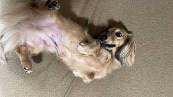 犬！