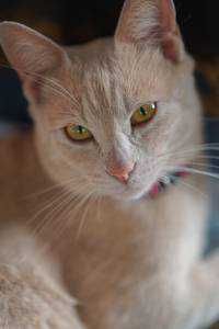 ねこ