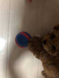 モンディ