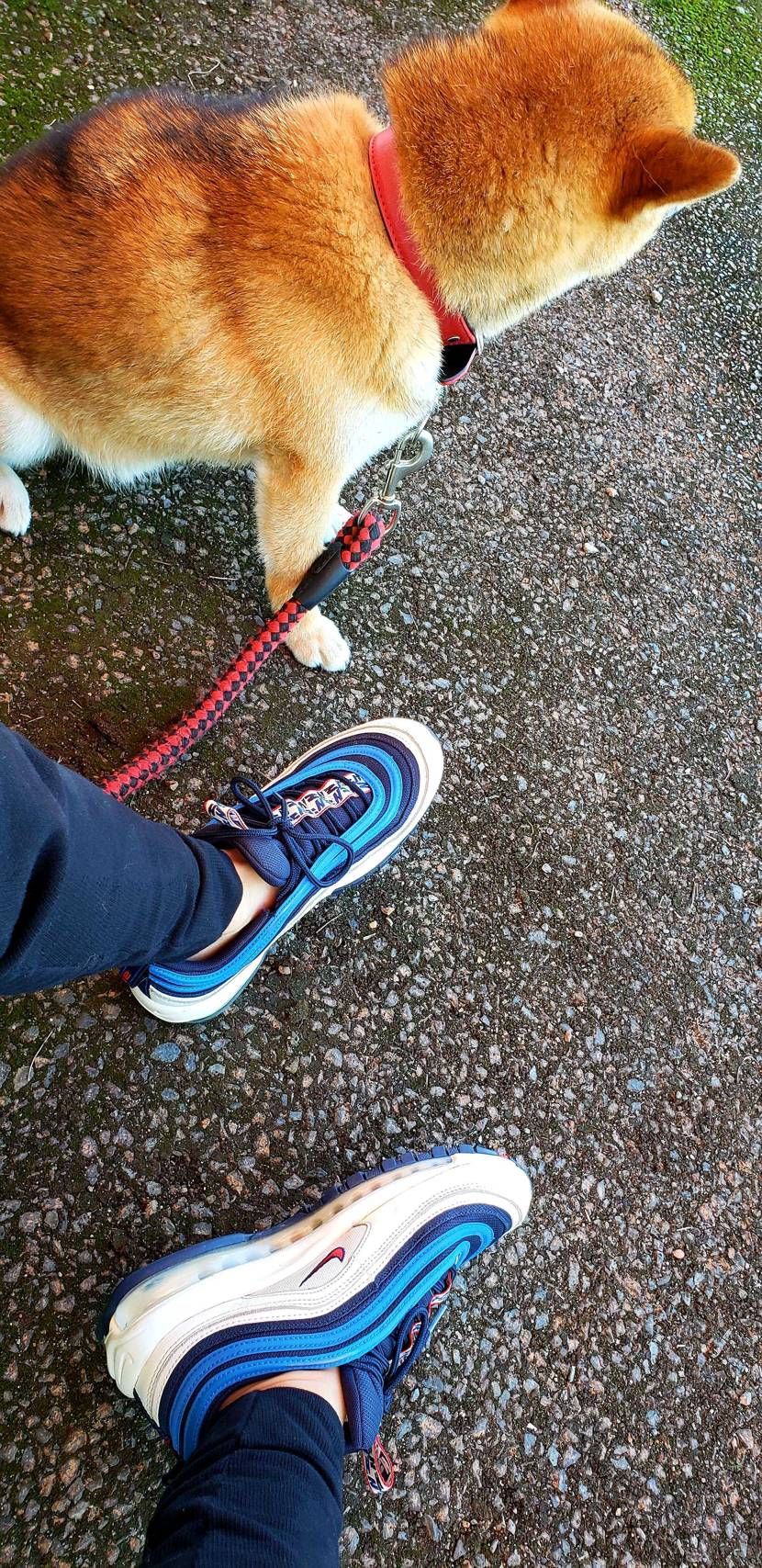 実家の犬とお散🐶🐶

今日も暑いねー
97で散歩は蒸れます