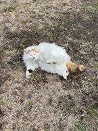 キム猫(出品者)