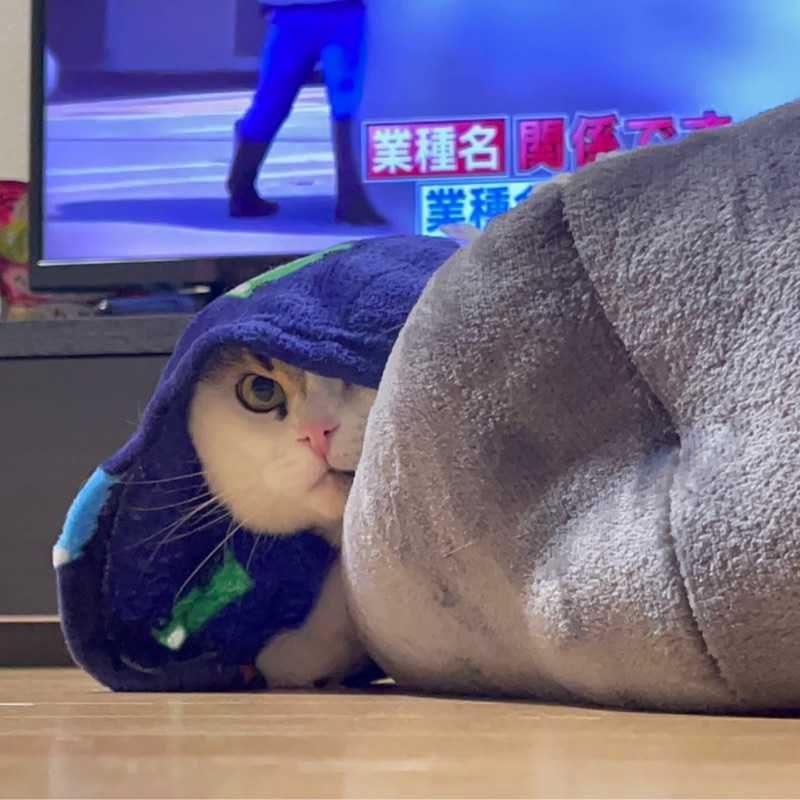 けん(-👅-)