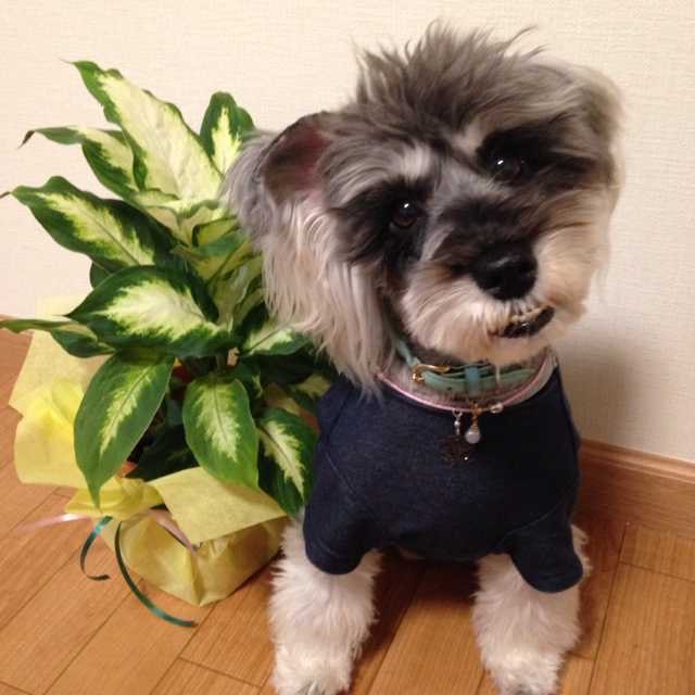 にこちゃん