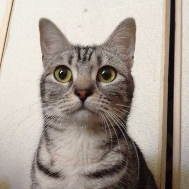 Kunihiko