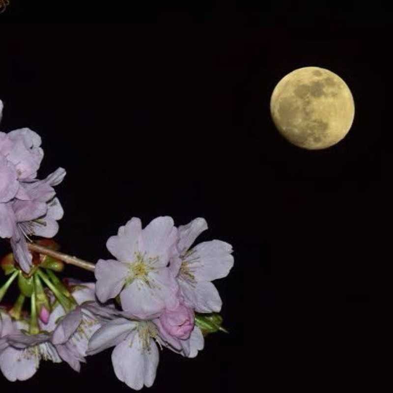隼人