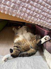 ねこじゃらし(出品者)