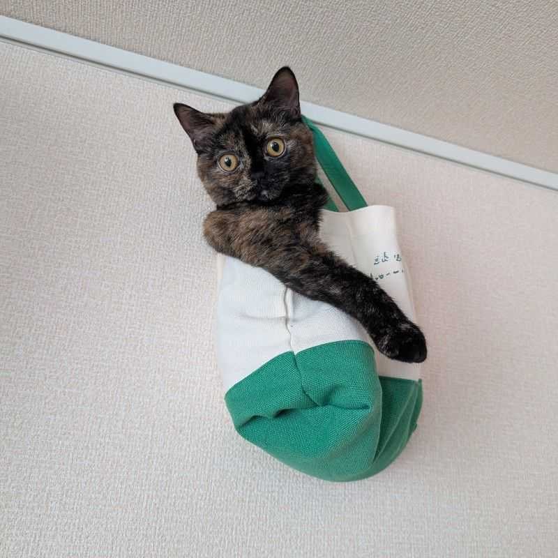 貴夫