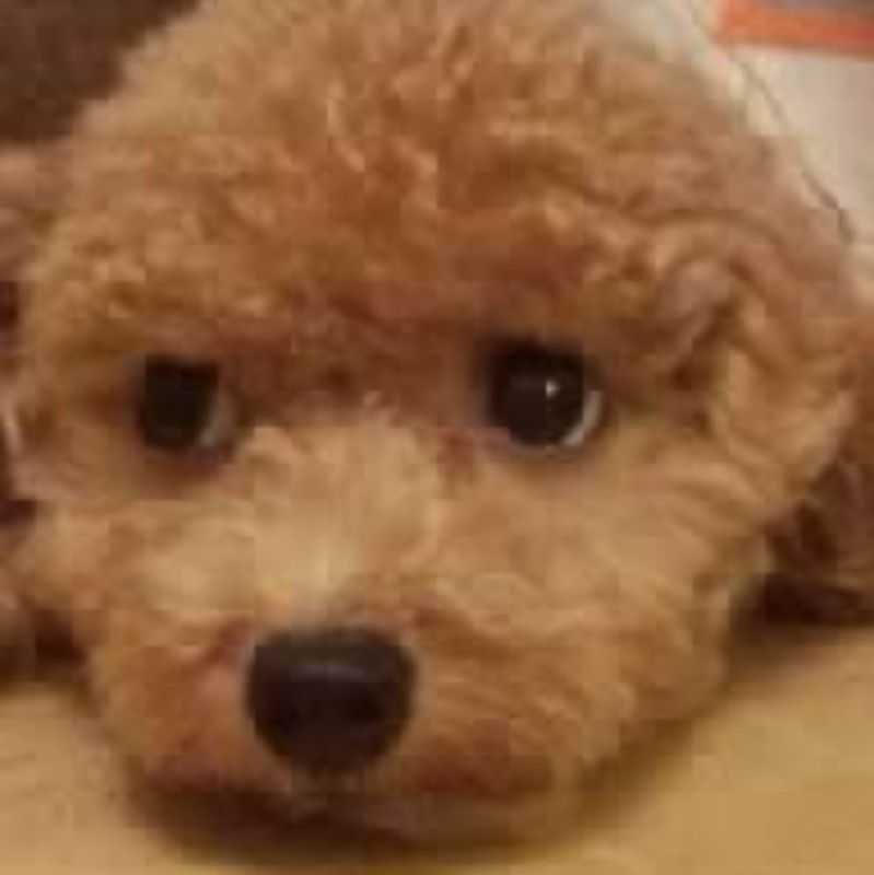 にしゃん