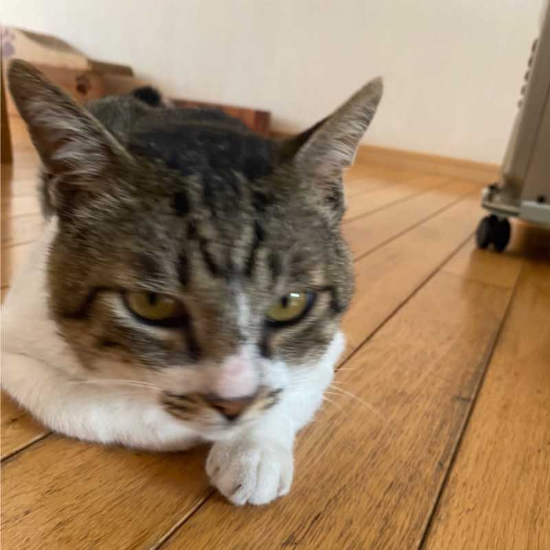 gaku