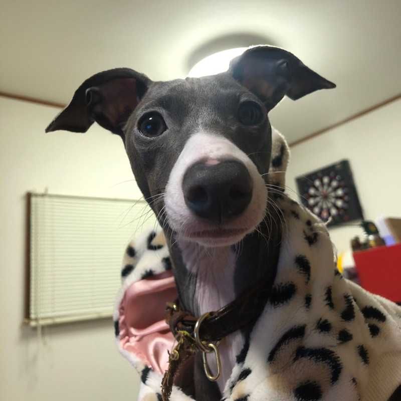 yuma