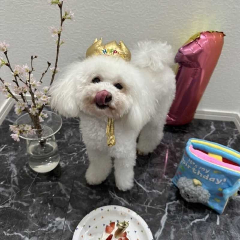 茉莉奈